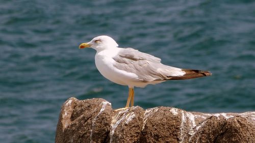 Close-up of seagull perching on sea shore