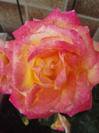 Close-up of pink flower blooming outdoors