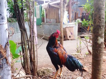 View of a bird on the ground