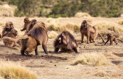 Monkeys in zoo