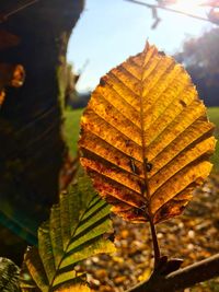 Close-up of autumn leaves