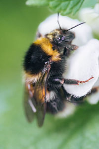 Close-up of bee pollinating on flower