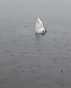 Close-up of swan swimming in sea