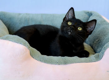 Close-up portrait of cat relaxing at home