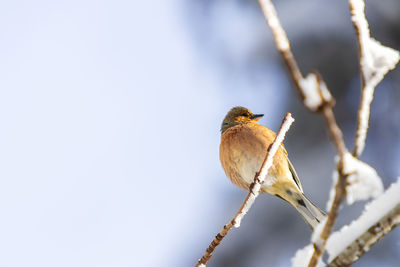 Close-up of bird perching on branch against sky