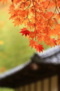 Close-up of maple tree during autumn