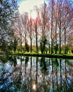 Reflection of trees in lake