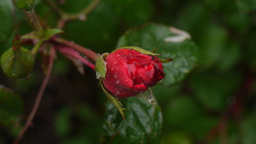 Close-up of leaves against blurred background