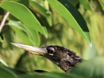 Close-up of a bird