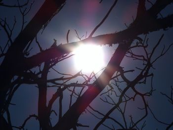 Low angle view of trees against sky