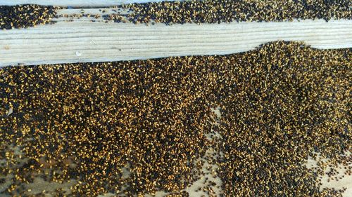 Full frame shot of insect on beach