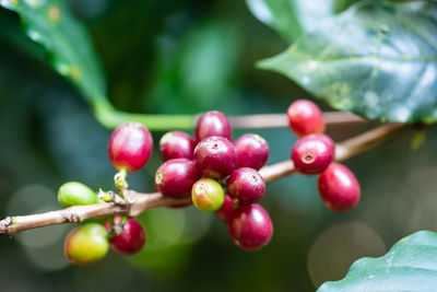 Close-up of cherries growing on tree