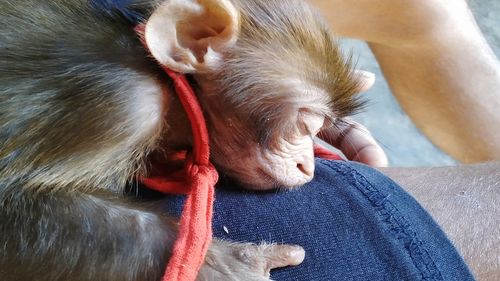 Close-up of dog sleeping on man