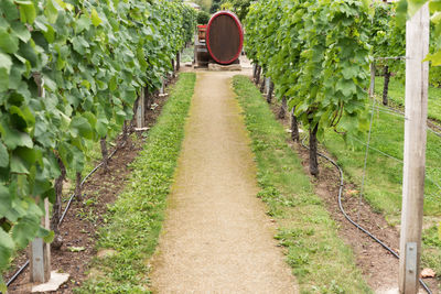 Dirt road amidst agricultural field