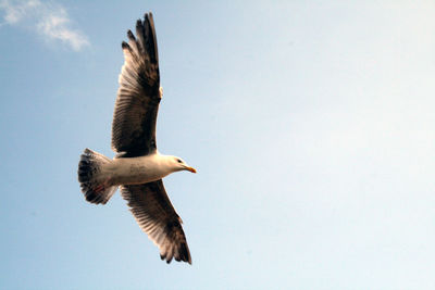 Low angle view of eagle flying in sky