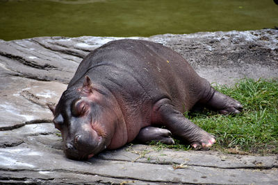 Baby hippo being lazy on a rock in the sunshine