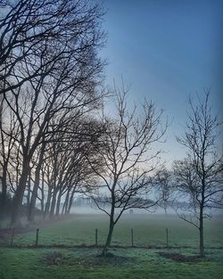 Bare tree on field against sky