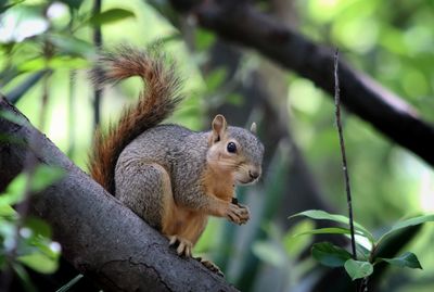 Close-up of squirrel on tree