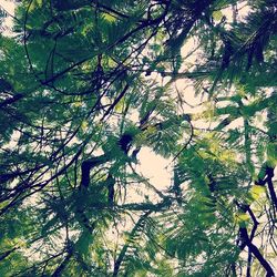 Trees in pond