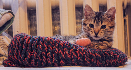 Close-up of a cat looking away