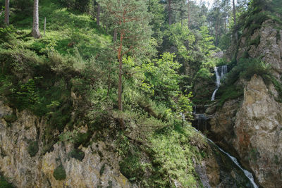 Scenic view of forest