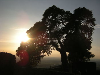 Silhouette tree against sky during sunset