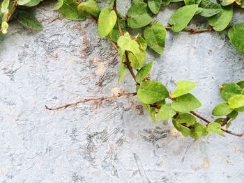 Close-up of leaves