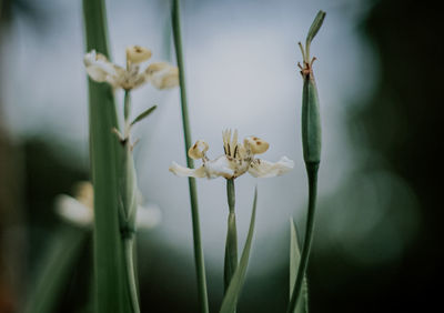 Close-up of flowering plant