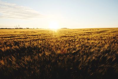 Scenic view of wheat field against clear sky