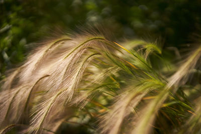 Close-up of stalks in field