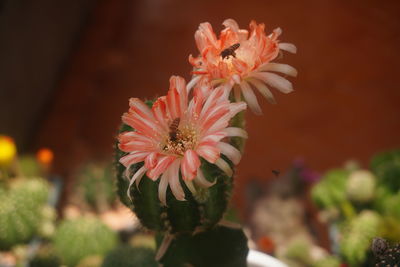 Close-up of orange flowering plant