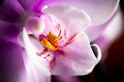 Close-up of pink rose flower