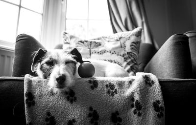 Low angle view of dog resting by ball on armchair at home