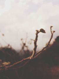 Close-up of dead plant against sky