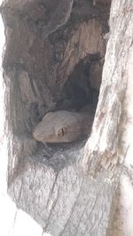 Close-up of a tree trunk