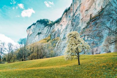 Trees on field against sky