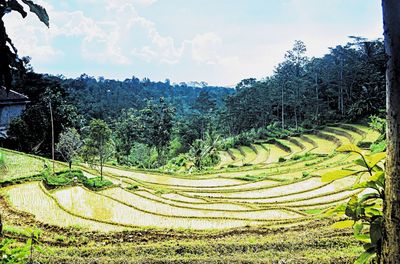 Scenic view of agricultural field against sky