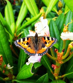 Close-up of butterfly pollinating on flower