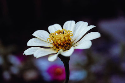 Close-up of white flowering plant