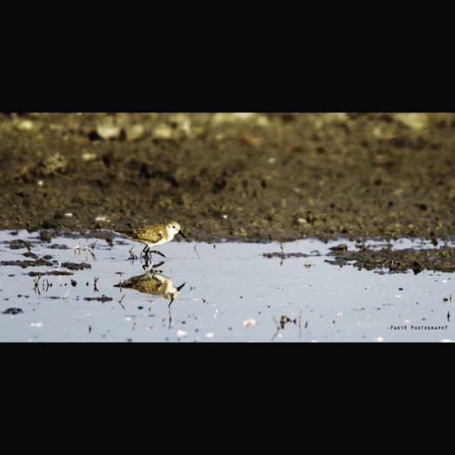 Broadbilledsandpiper