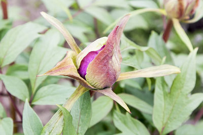 Close-up of plant