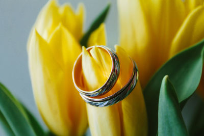 Close-up of yellow tulip