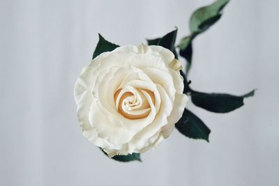 Close-up of rose bouquet against white background