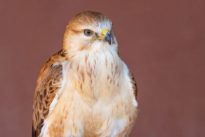 Close-up portrait of eagle against blurred background