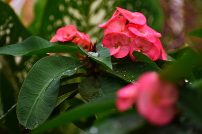 Close-up of pink flowers blooming outdoors