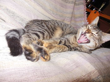 High angle view of cat yawning