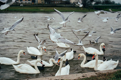 Swans swimming in lake