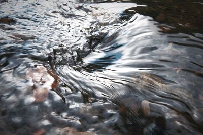 High angle view of swimming in water