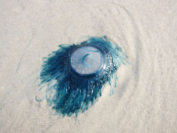 High angle view of turtle on beach