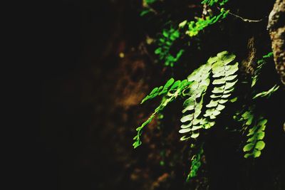 Close-up of fern tree at night